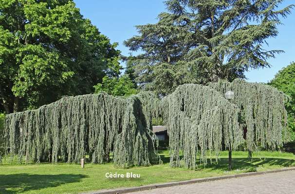 Photo d'un arbre cédre bleu